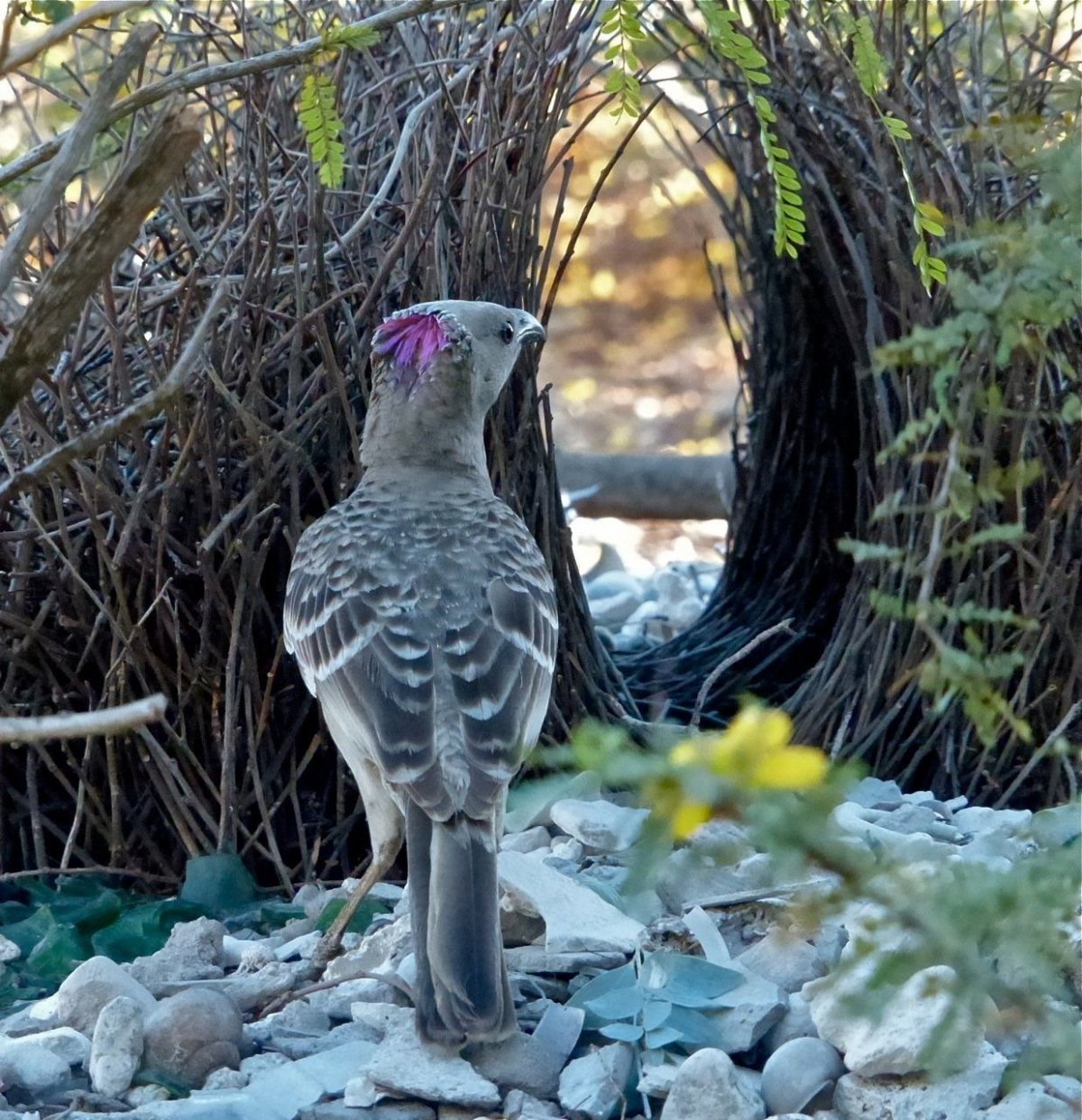 Горные птицы Грузии