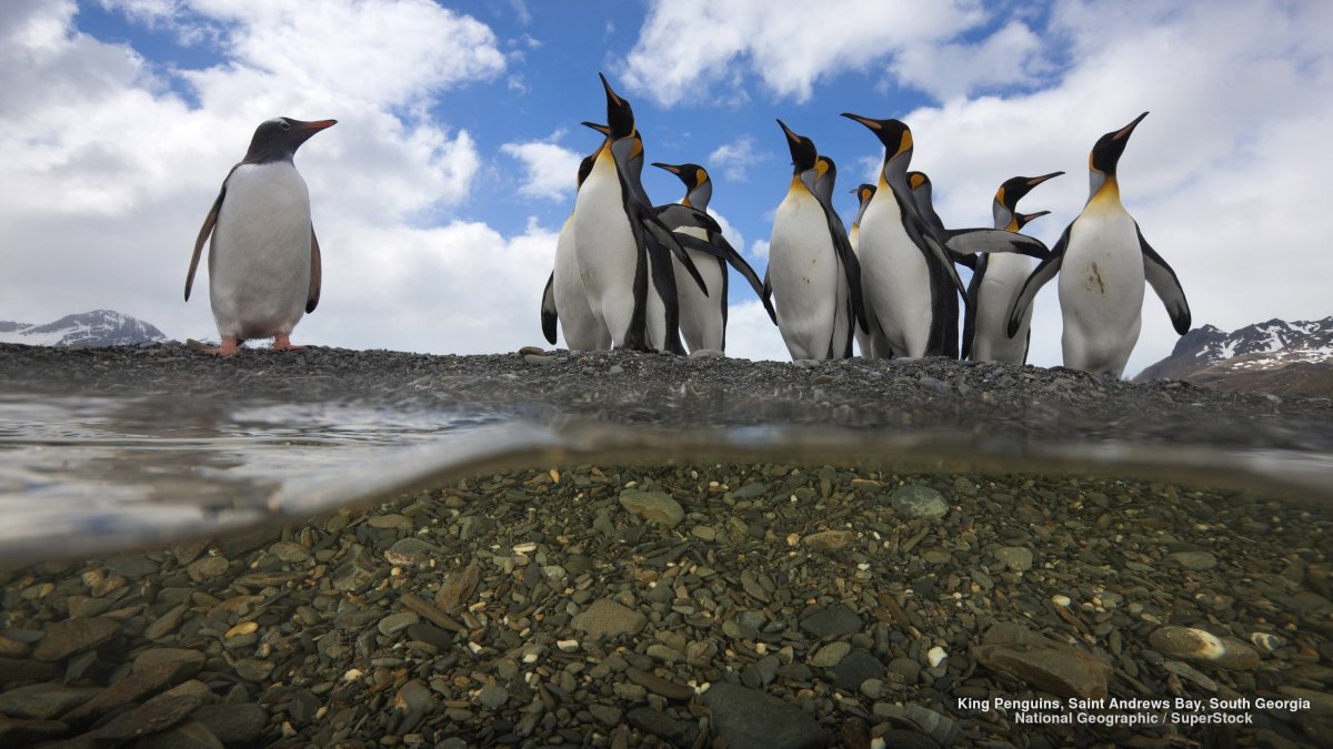 Грифовый Орел