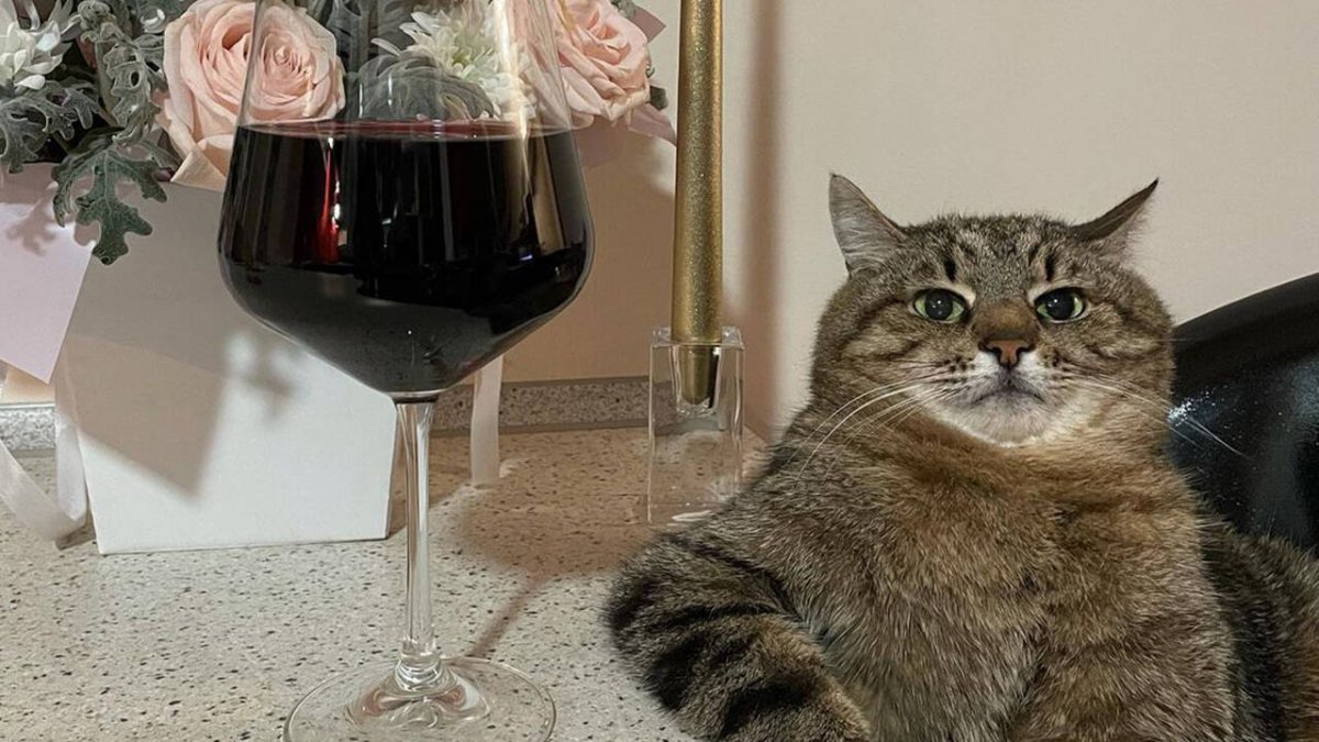 Кот Степан Валентино