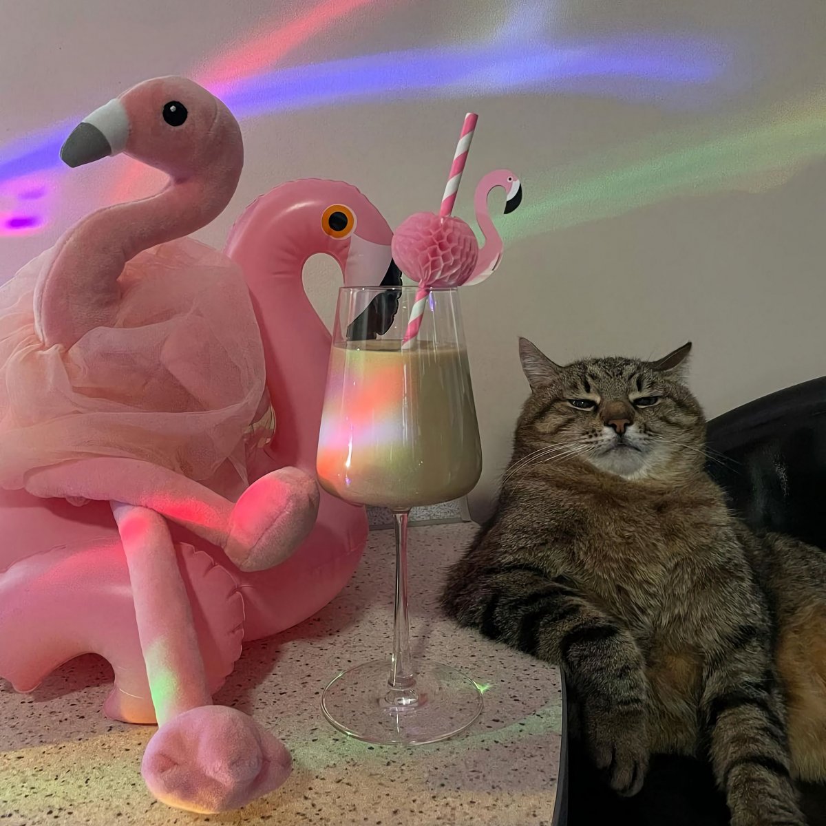 Кот с вином