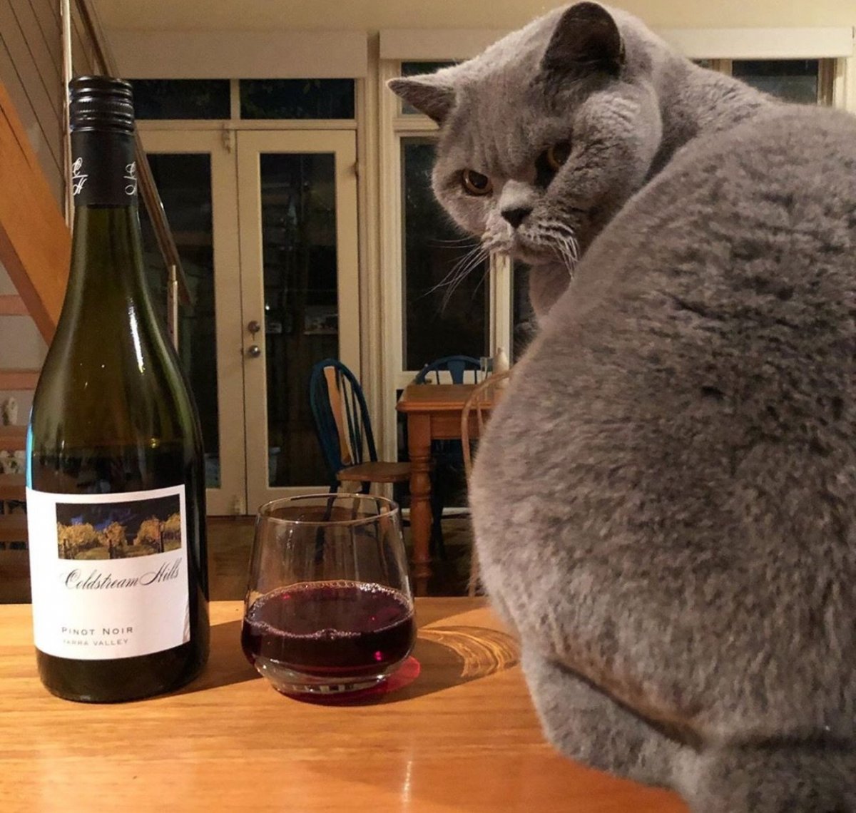 Котик с бокалом вина