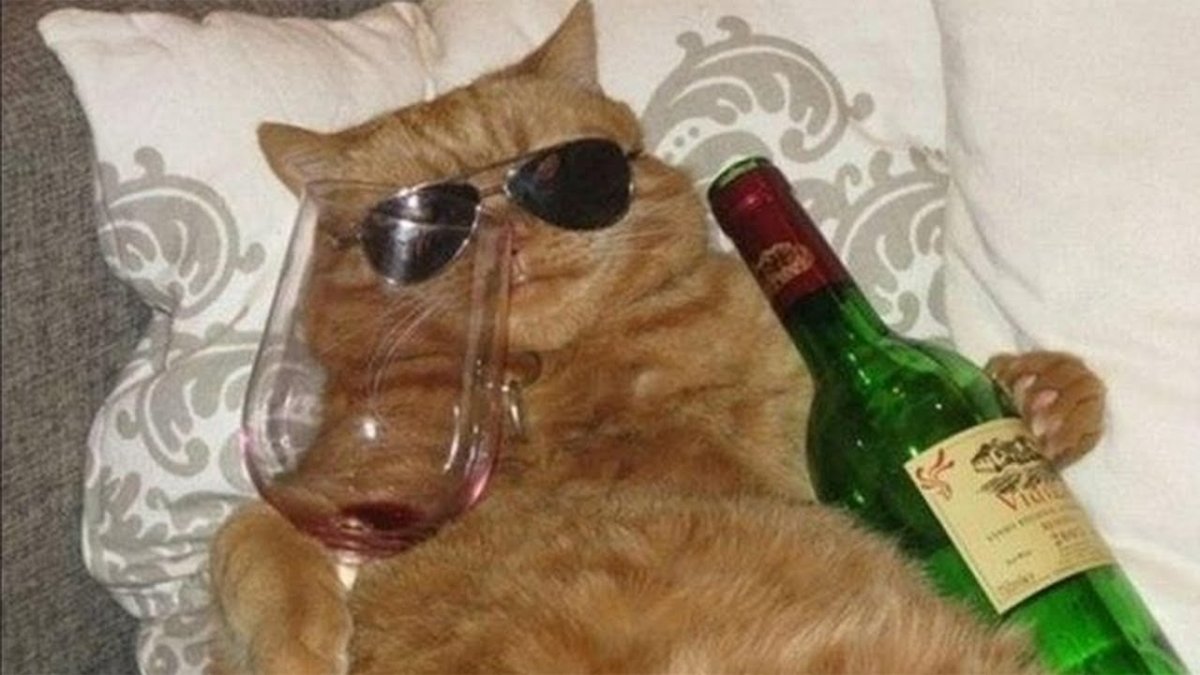 5 Котов и вино