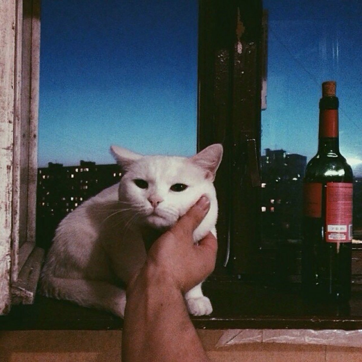 Грустный кот Степан