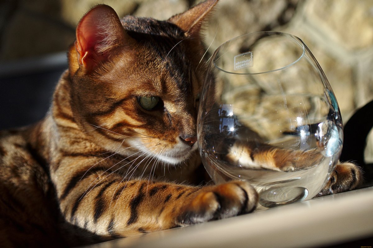 Вино для кошек