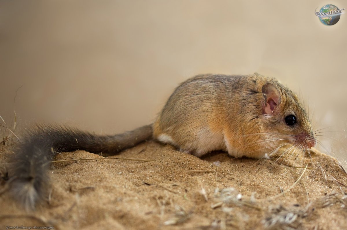 Песчанка монгольская