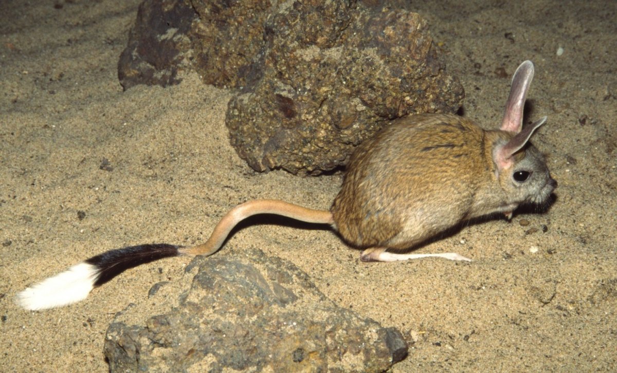 Мышиный хвост