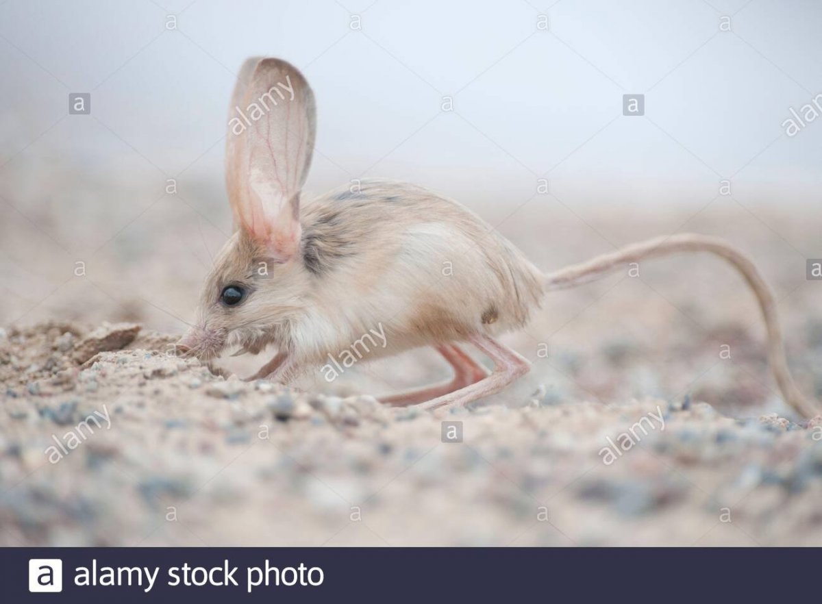 Большой тушканчик (Земляной заяц)