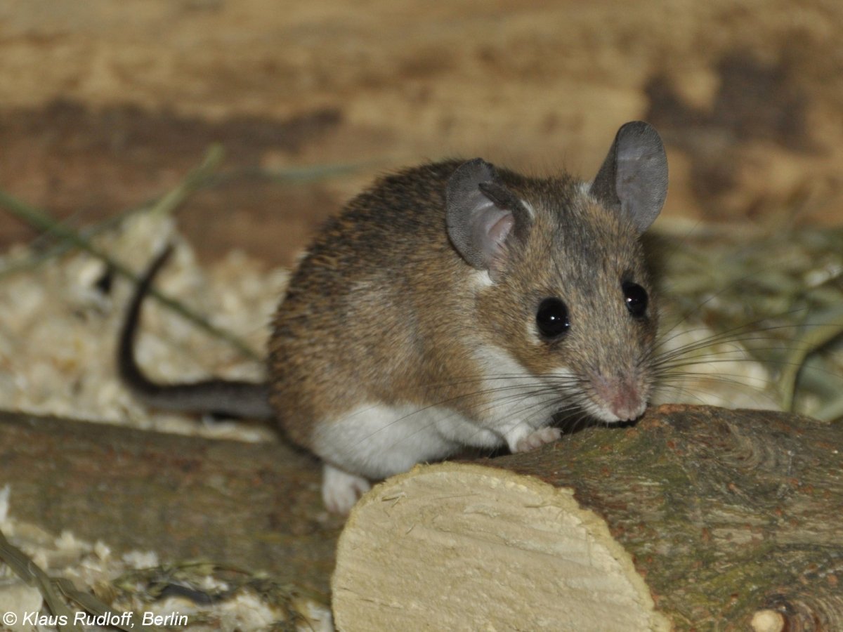 Песчанка монгольская