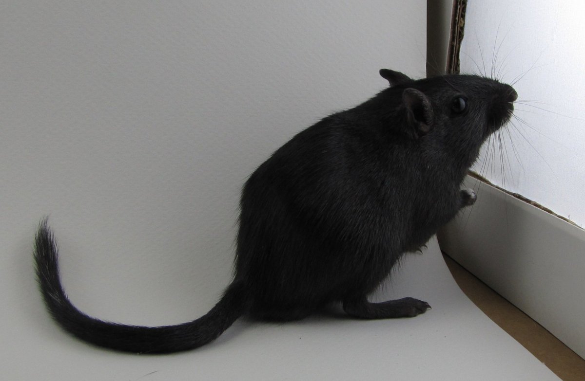 Большой тушканчик (Земляной заяц)