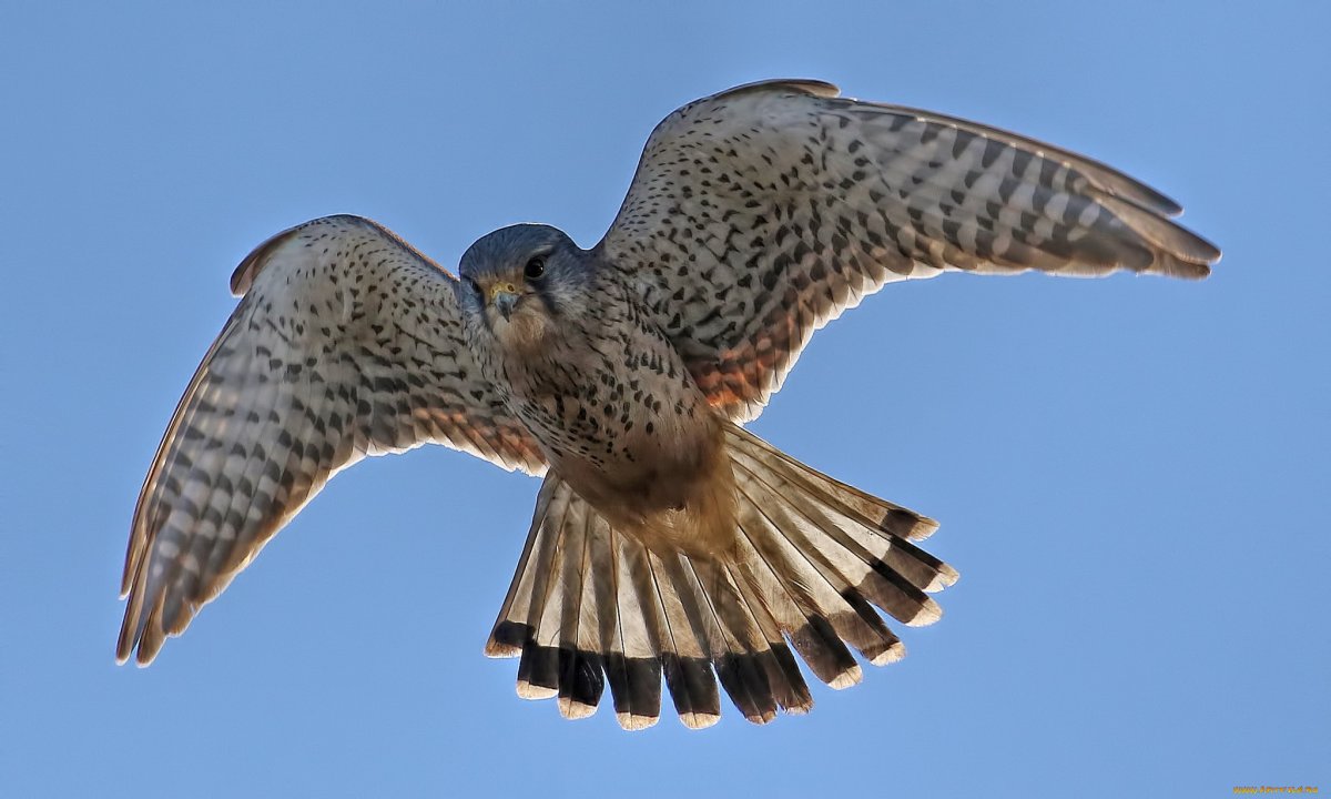 Сокол Перегрин