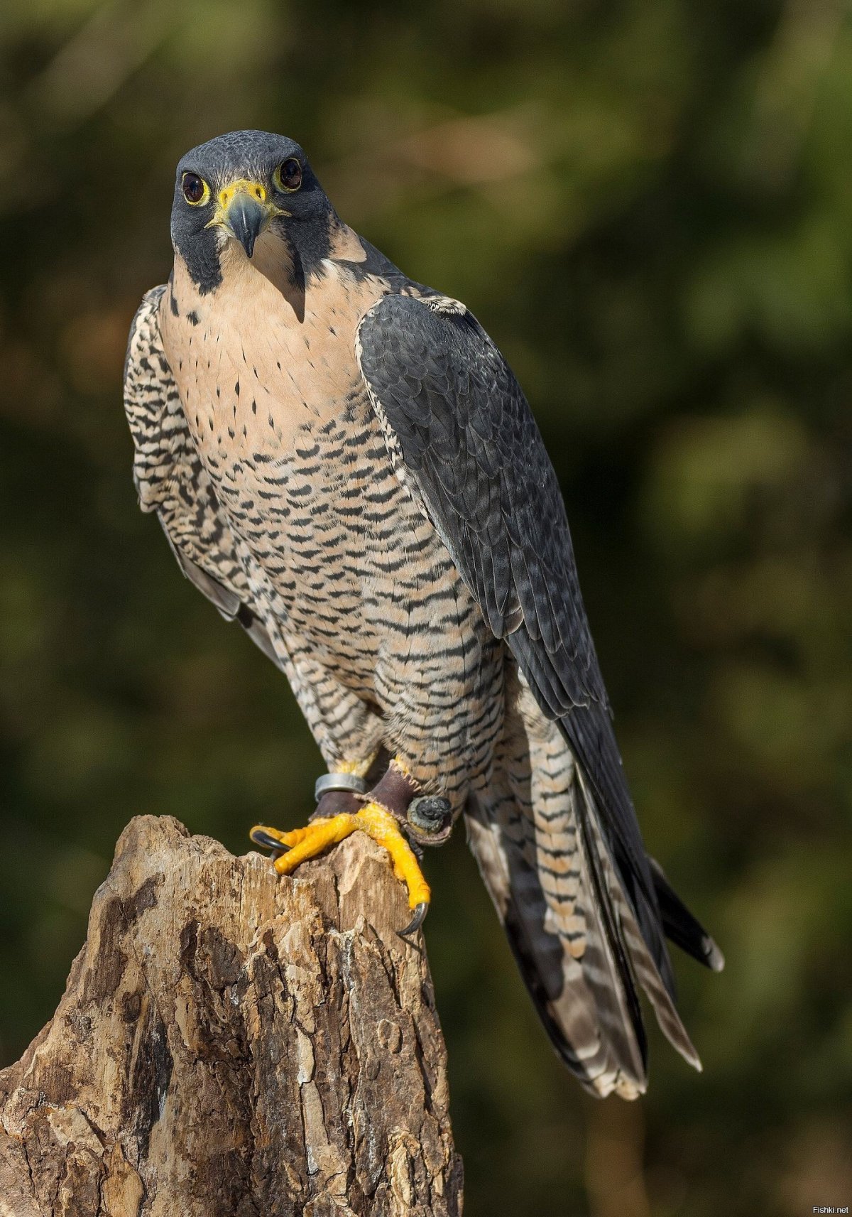 Кречет Falco rusticolus