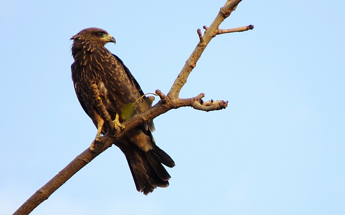 Ястреб в Крыму