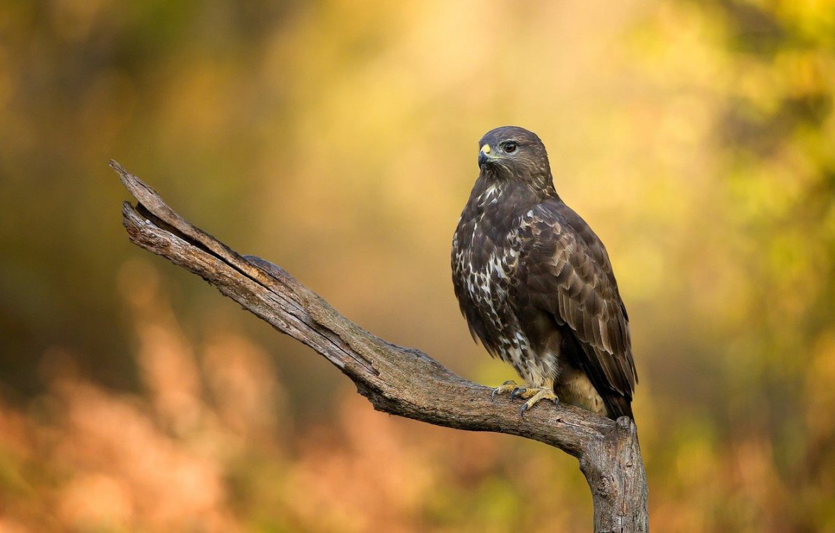 Клюв коршуна