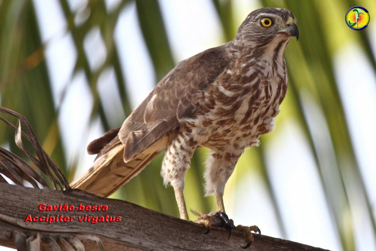 Размах крыльев степного орла