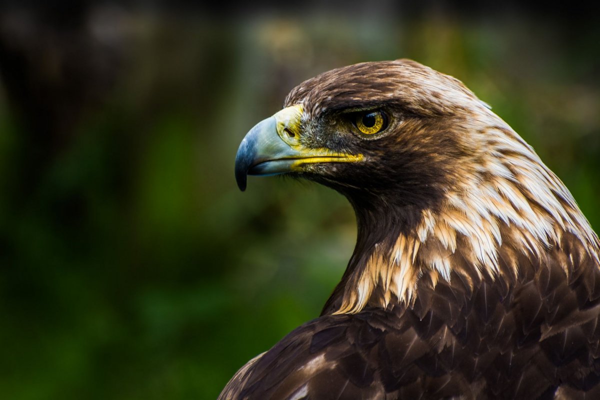 Ястребиный Сарыч