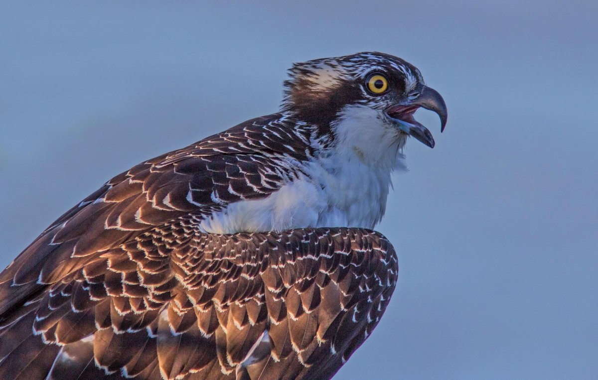 Птица ястреб тетеревятник