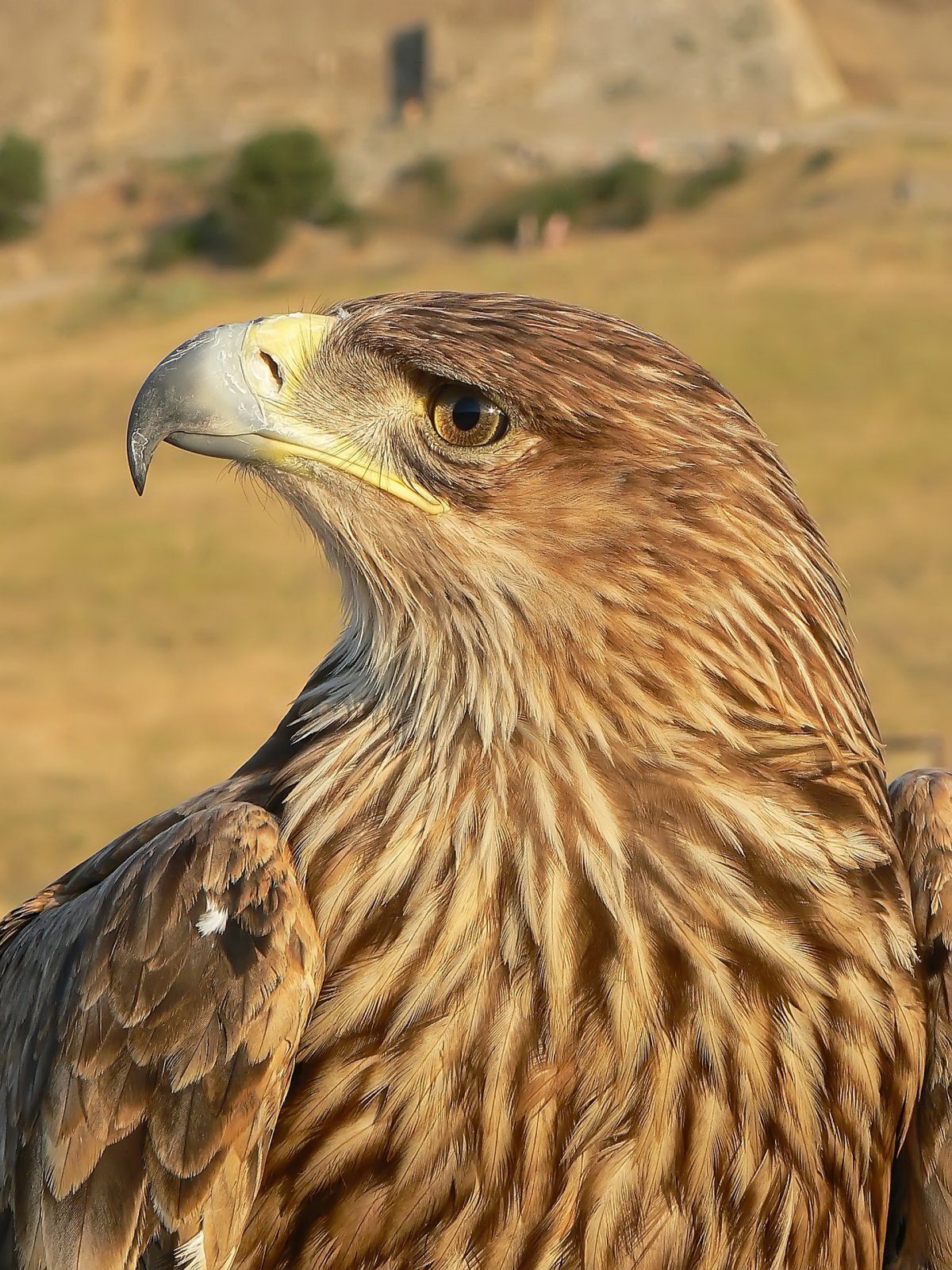 Коршун тетеревятник