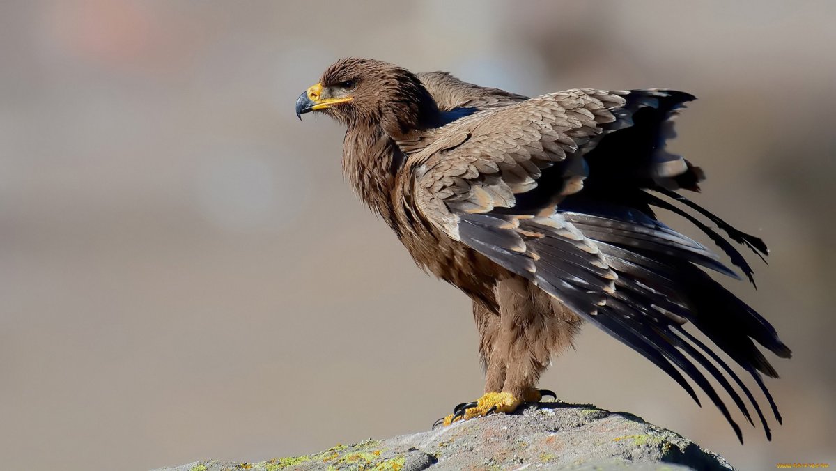 Канюк птица