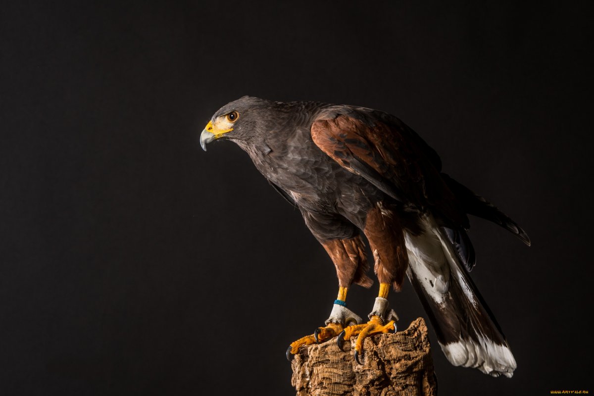 Хищные птицы ястреб Коршун