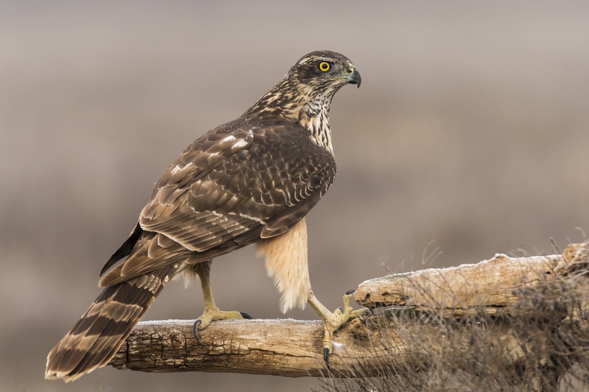 Ястреб канюк Орел