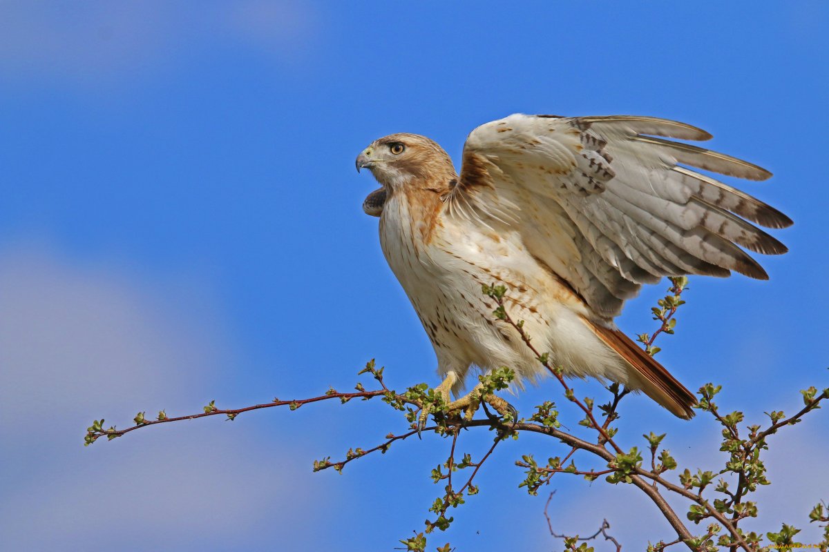 Крымские Хищные птицы
