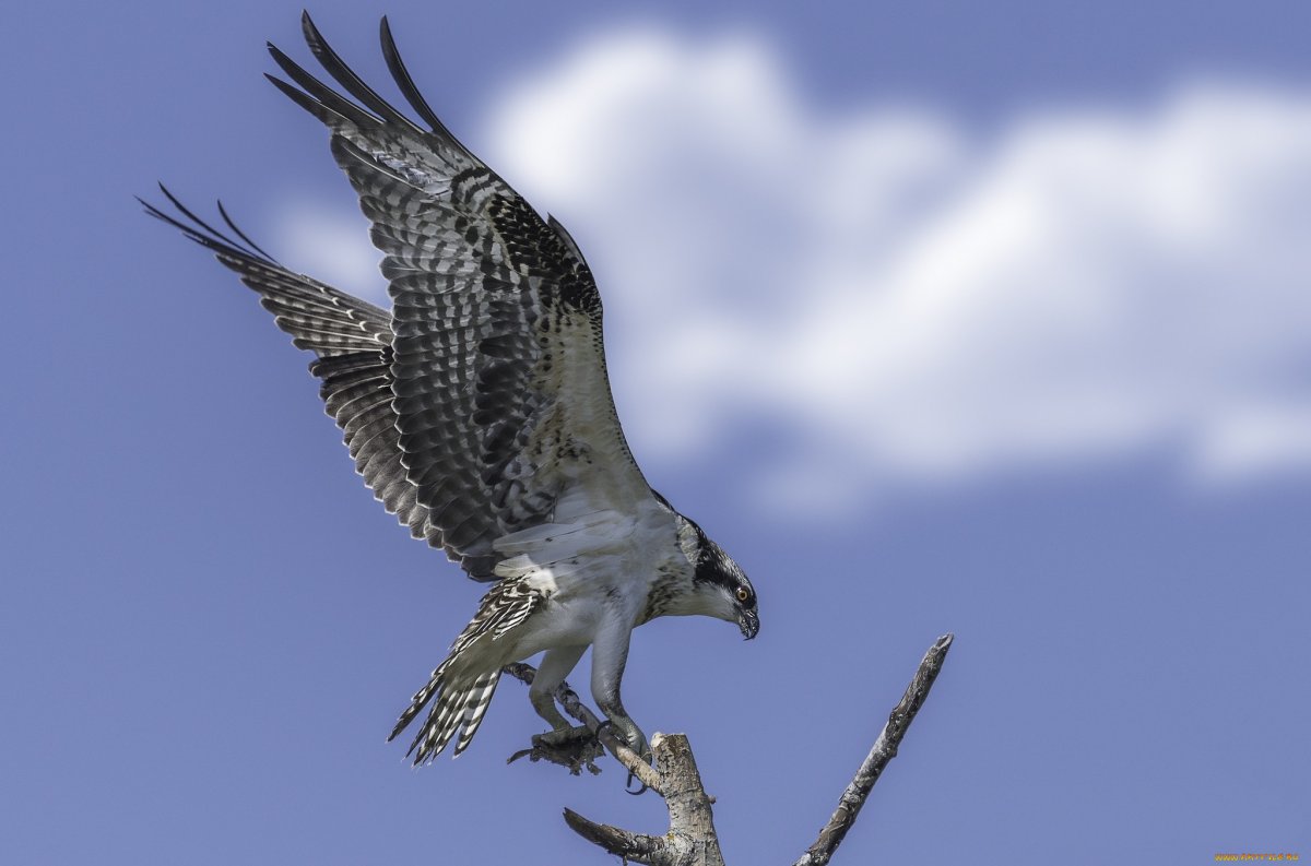 Орел Беркут голова