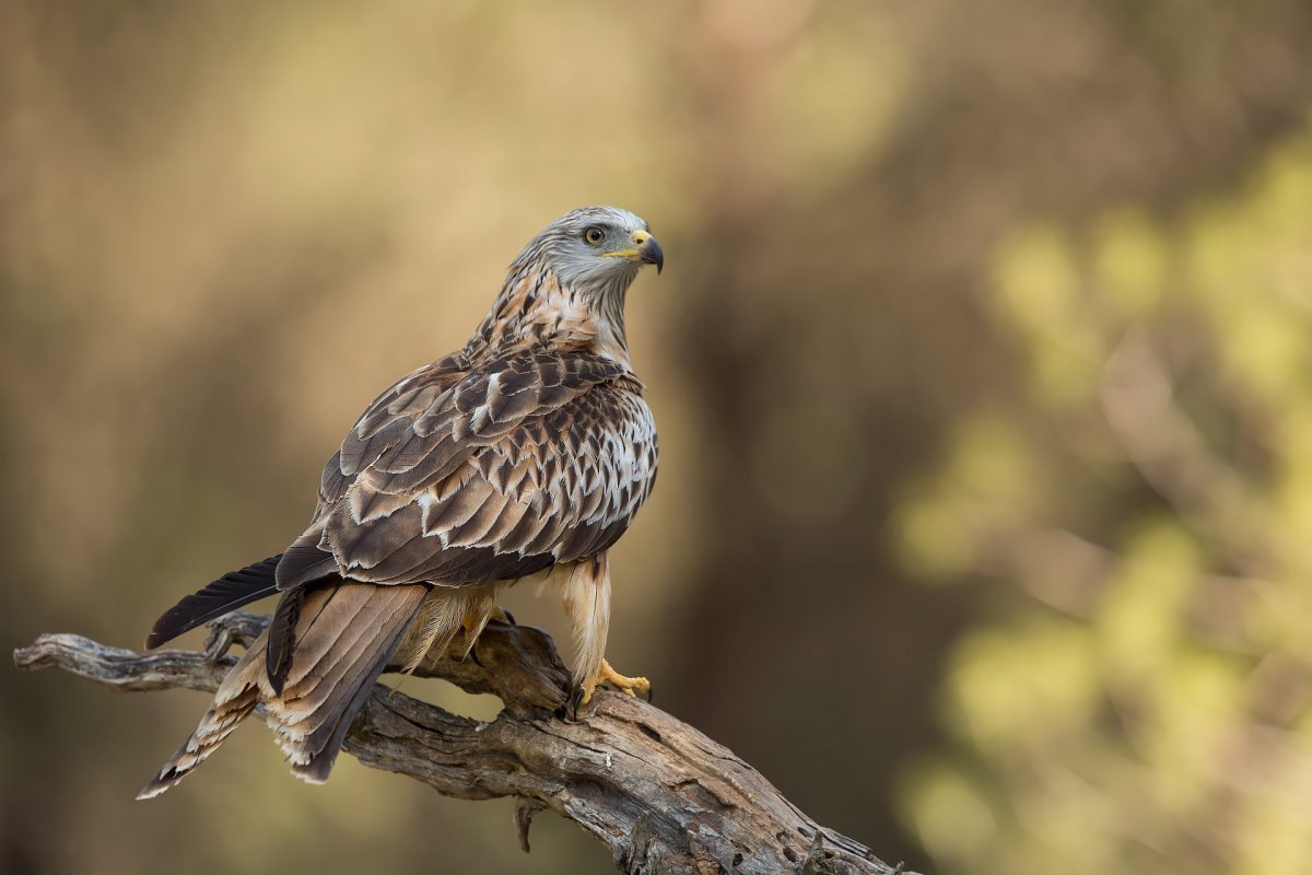 Мадагаскарская пустельга