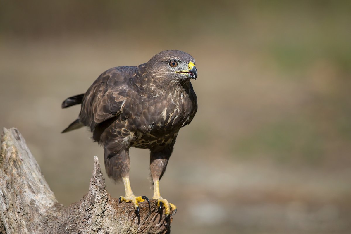 Ястреб - тетеревятник (Accipiter gentilis)