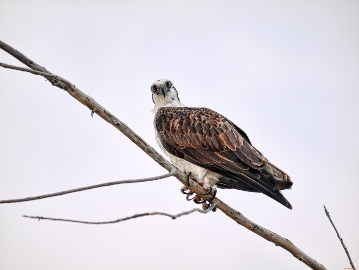 Лунь канюк тетеревятник