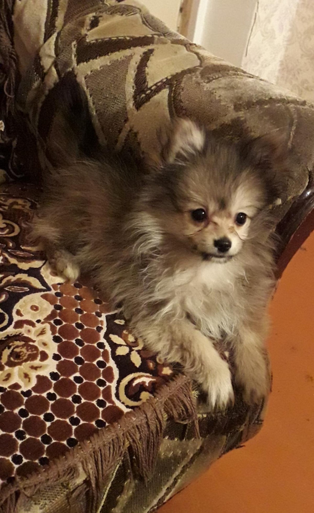 Метис чихуахуа и пекинеса