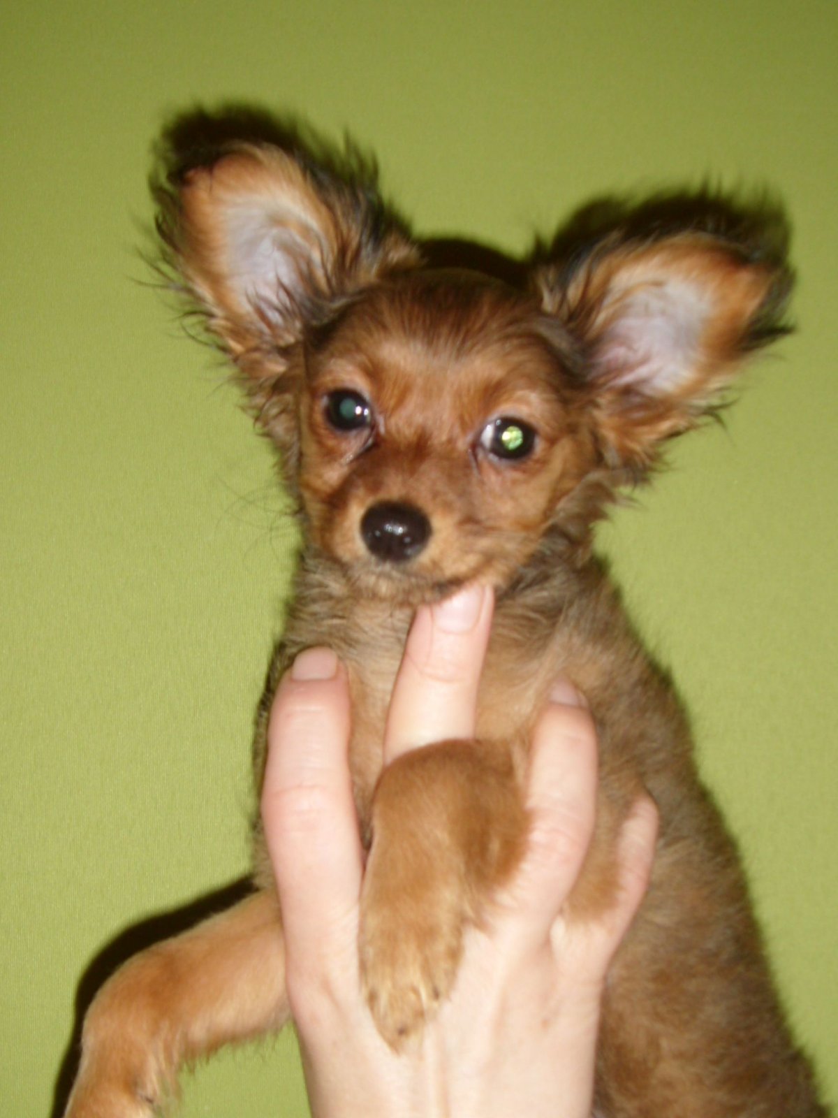 Помесь шпица и Йорка