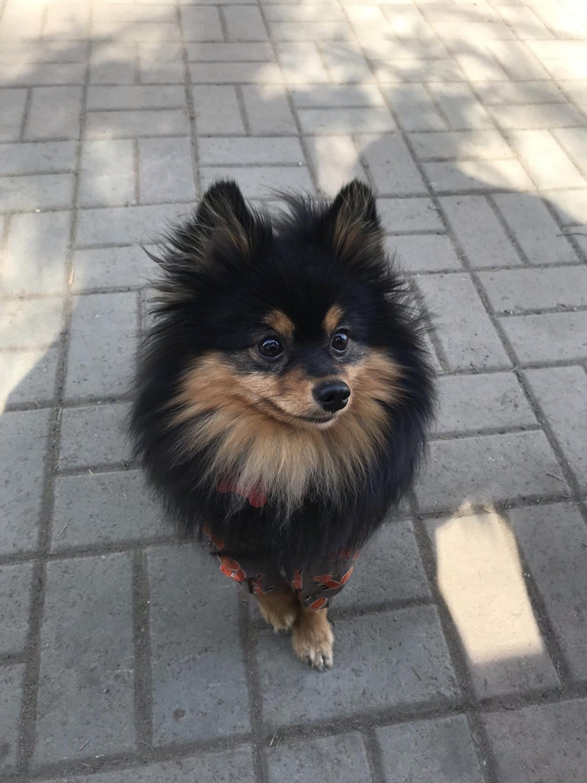 Метис шпица и той терьера