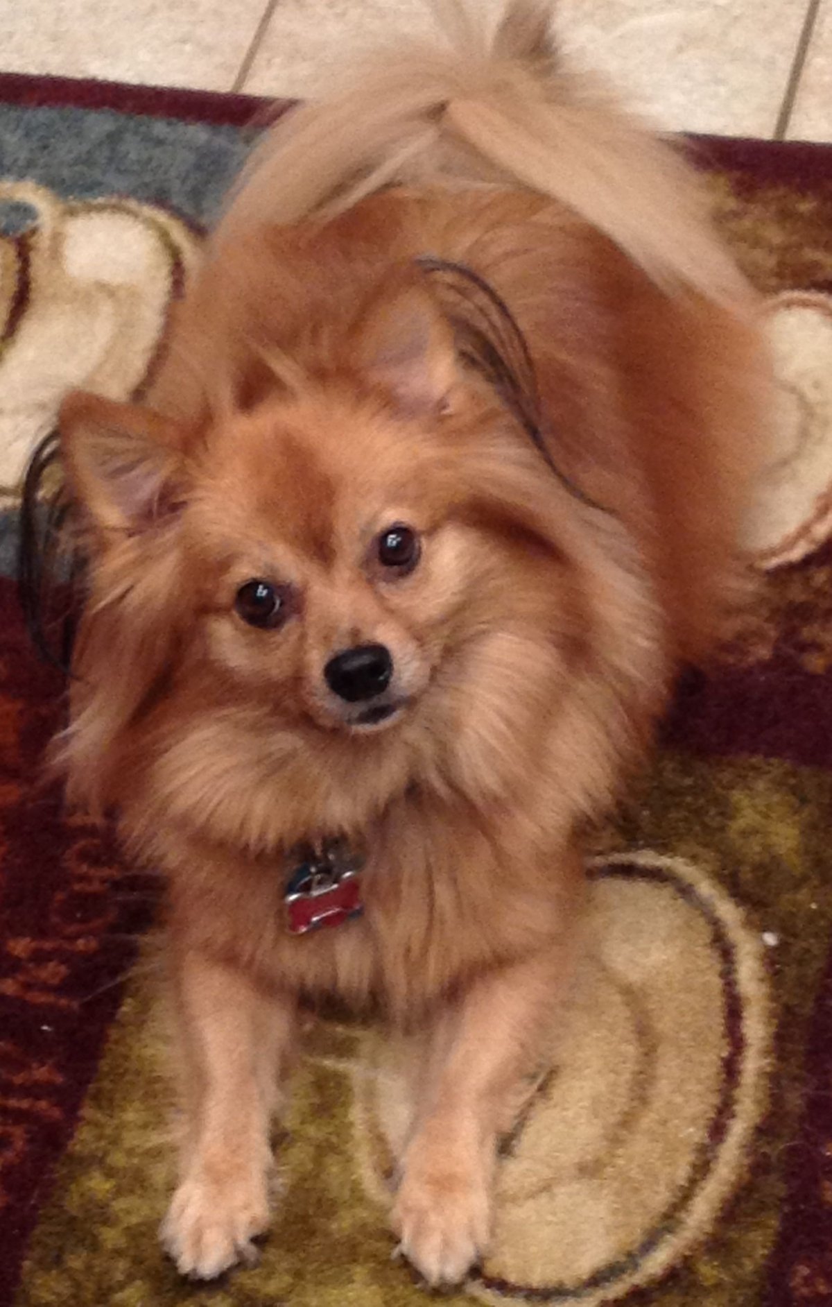 Метис пекинеса с йоркширским терьером