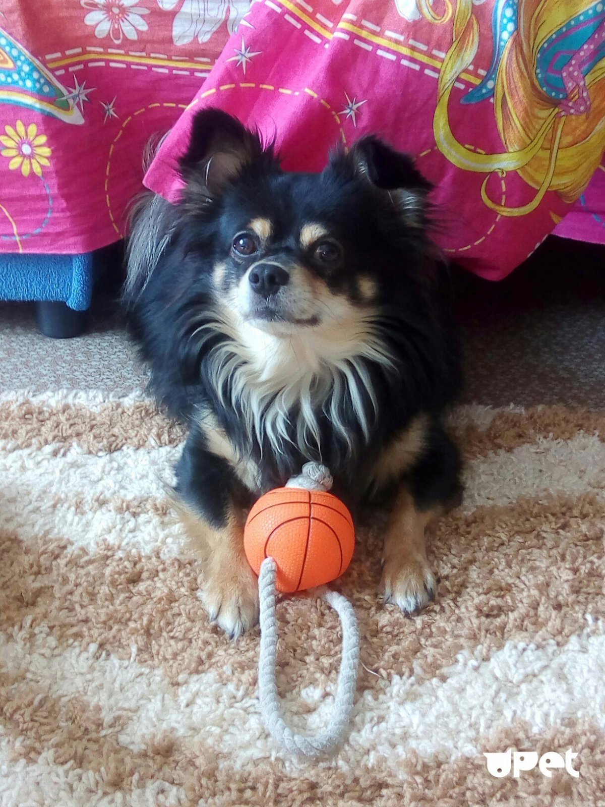 Метис шпица и той терьера