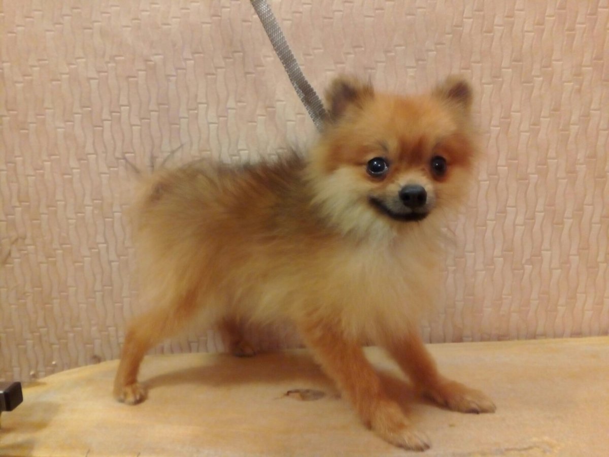 Помесь шпица и той терьера