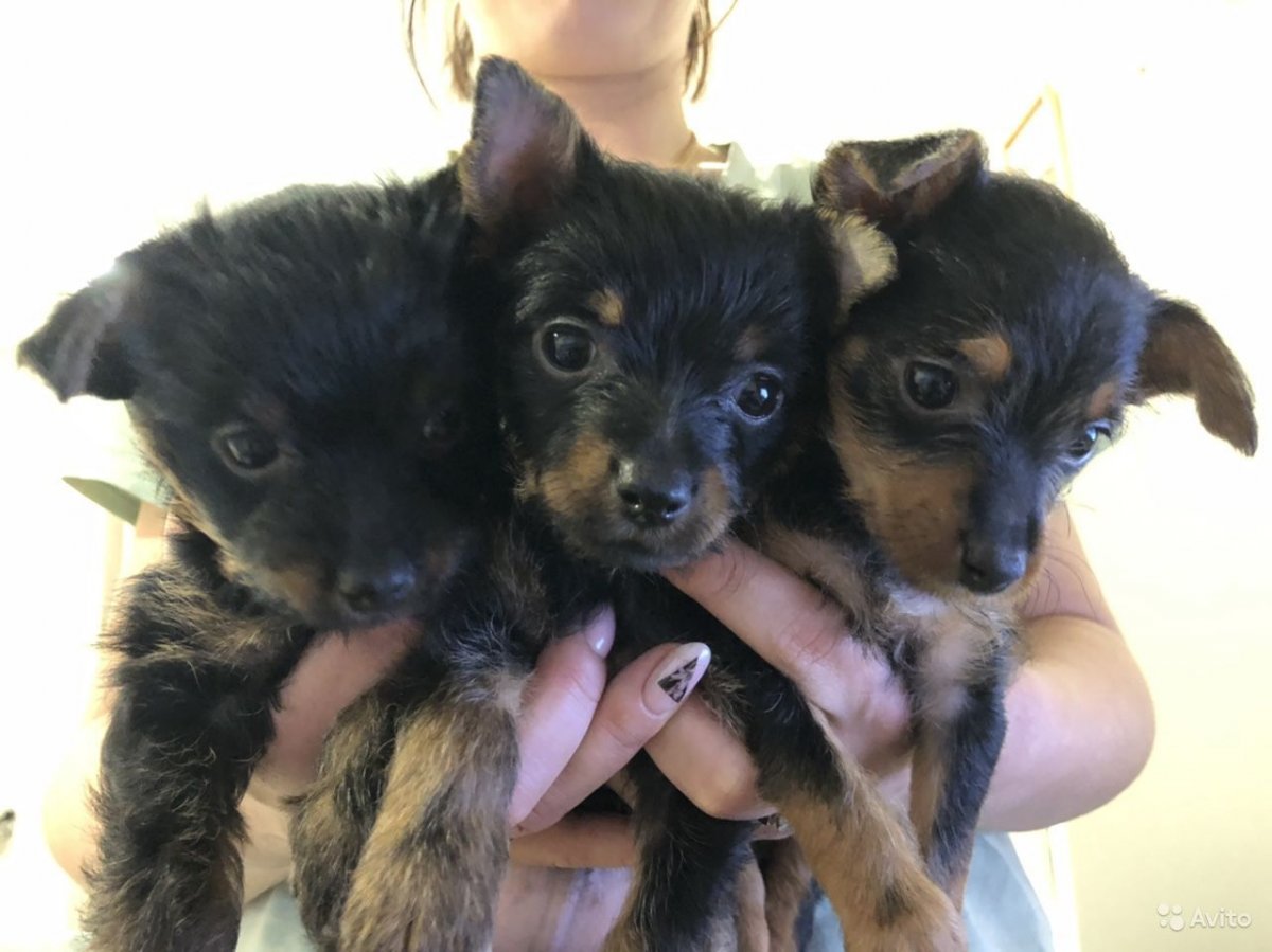 Метис шпица и чихуахуа