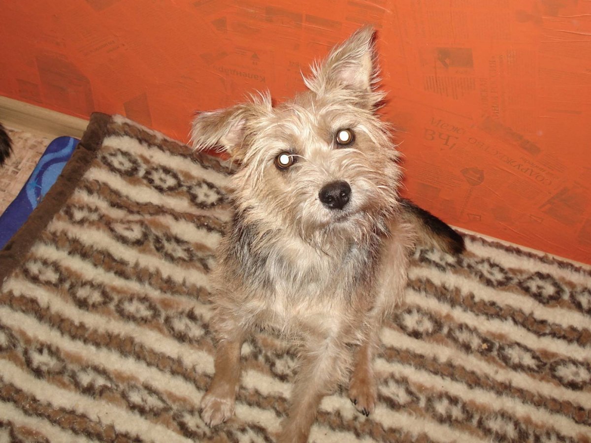 Смесь той терьера и финского лаппхунда