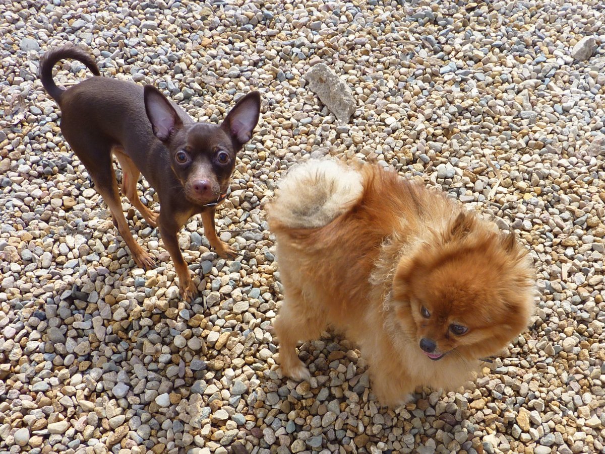 Метис корги и шпица