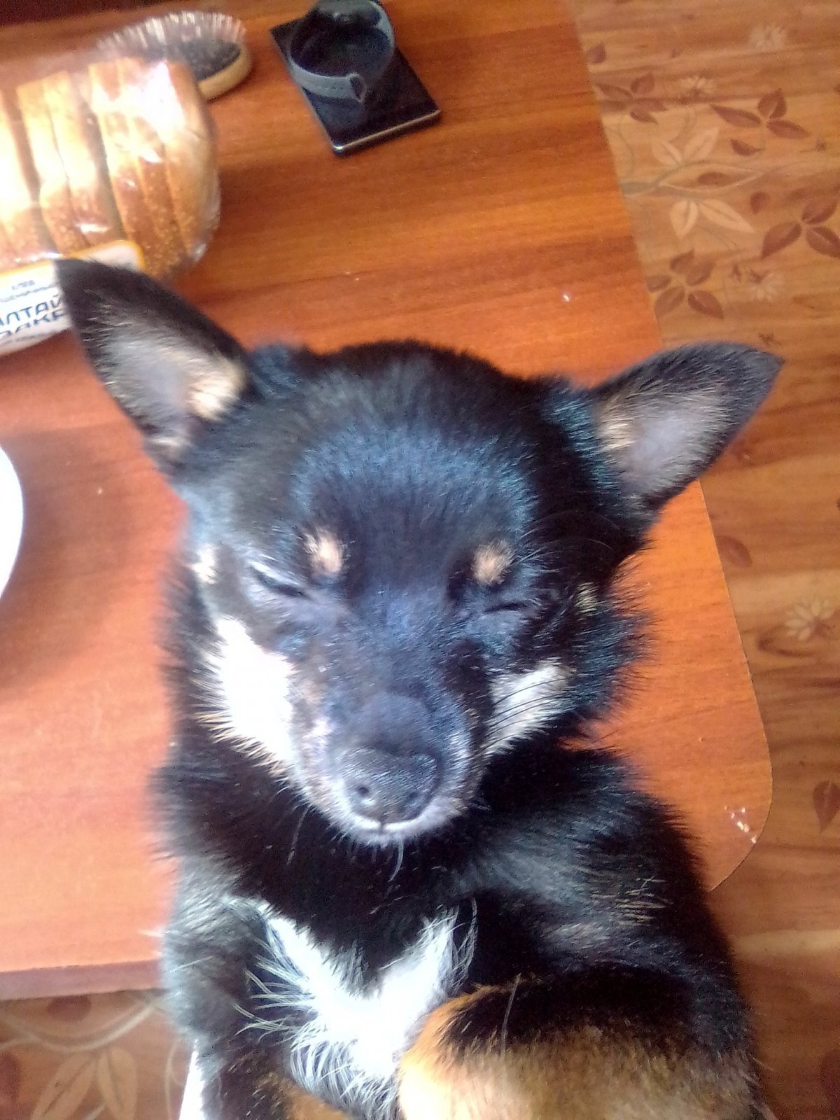 Папильон пинчер метис