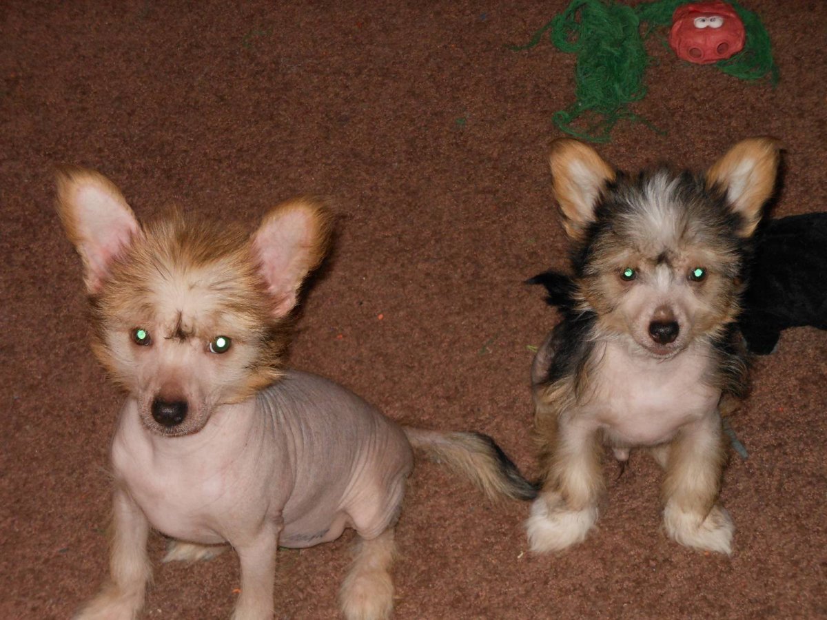 Метис пекинеса