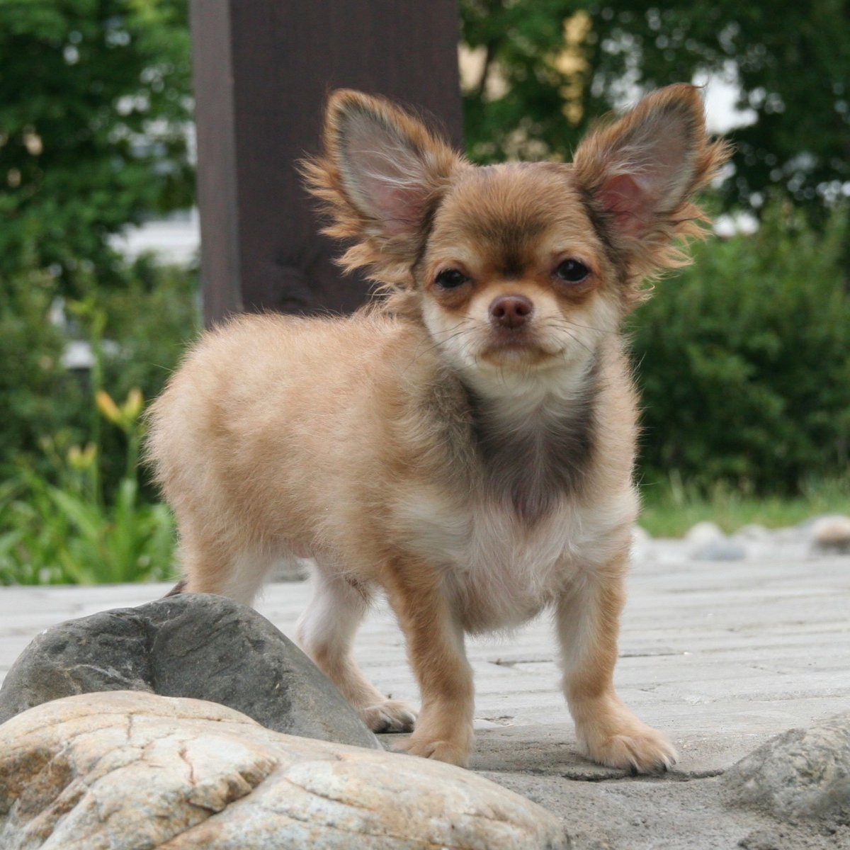 Метис шпица и чихуахуа