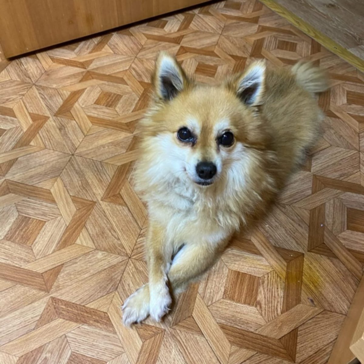 Бивер шпиц смесь