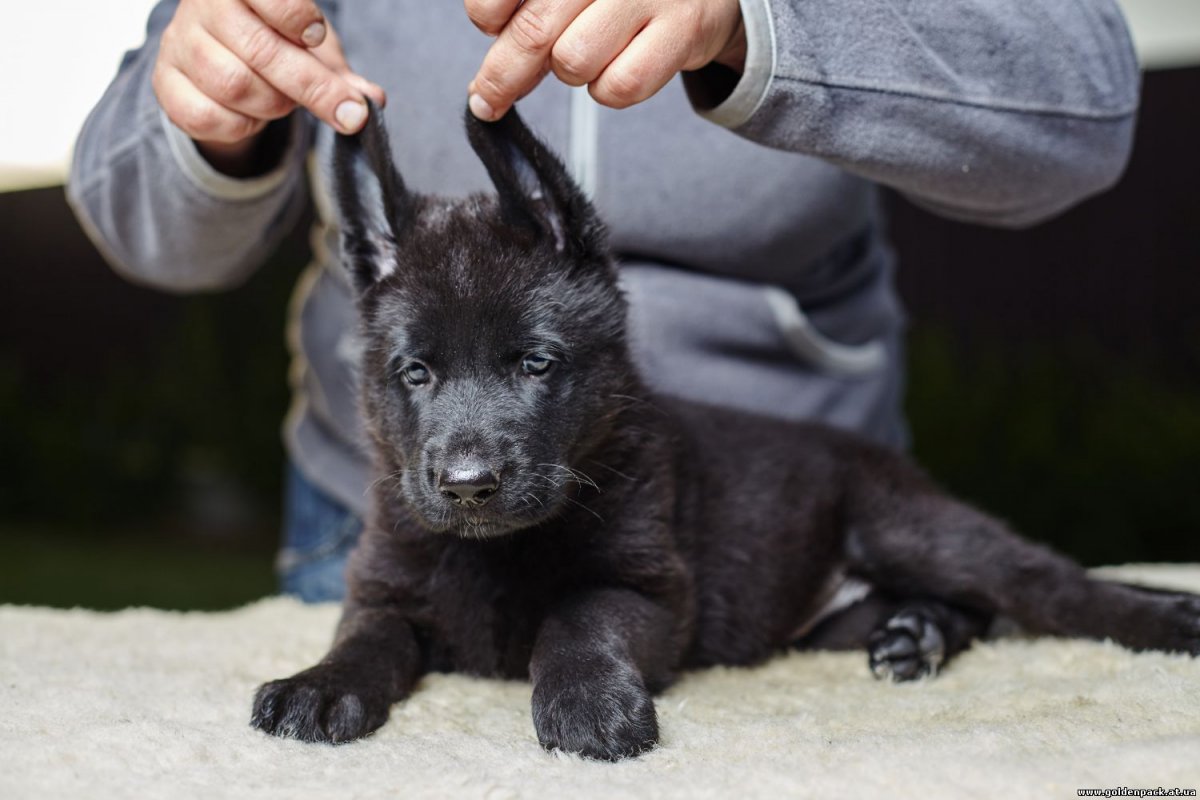Чёрная немецкая овчарка в полиции