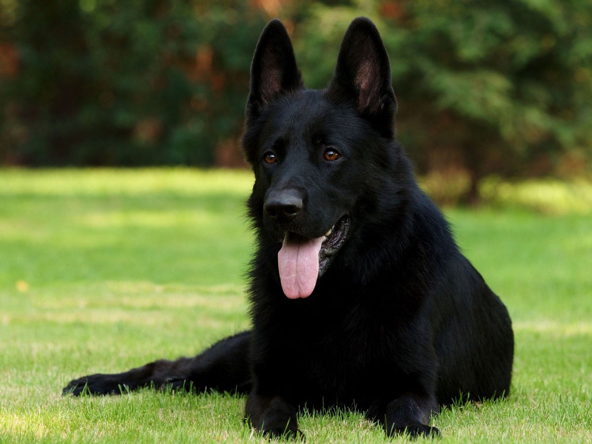 Черная немецкая овчарка грустит