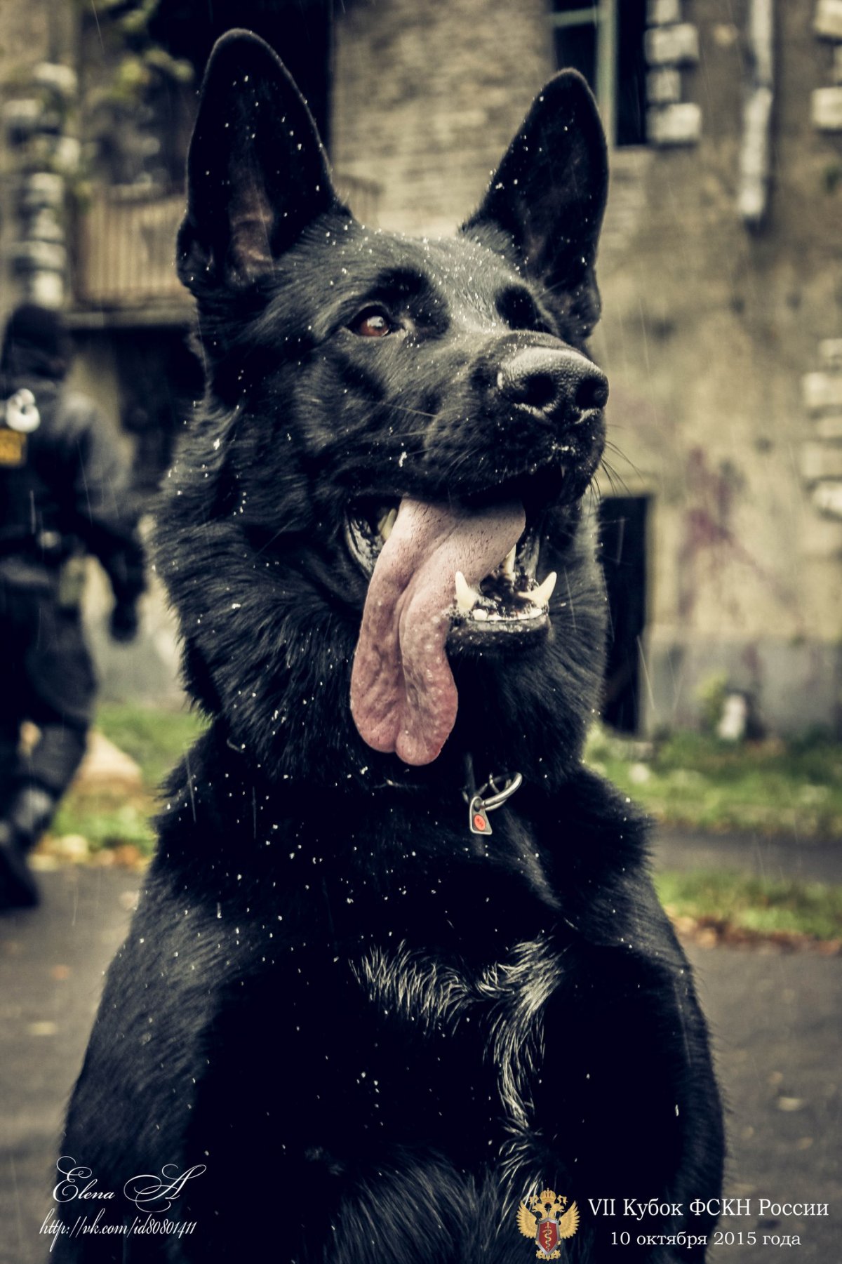 Немецкая овчарка черная короткошерстная