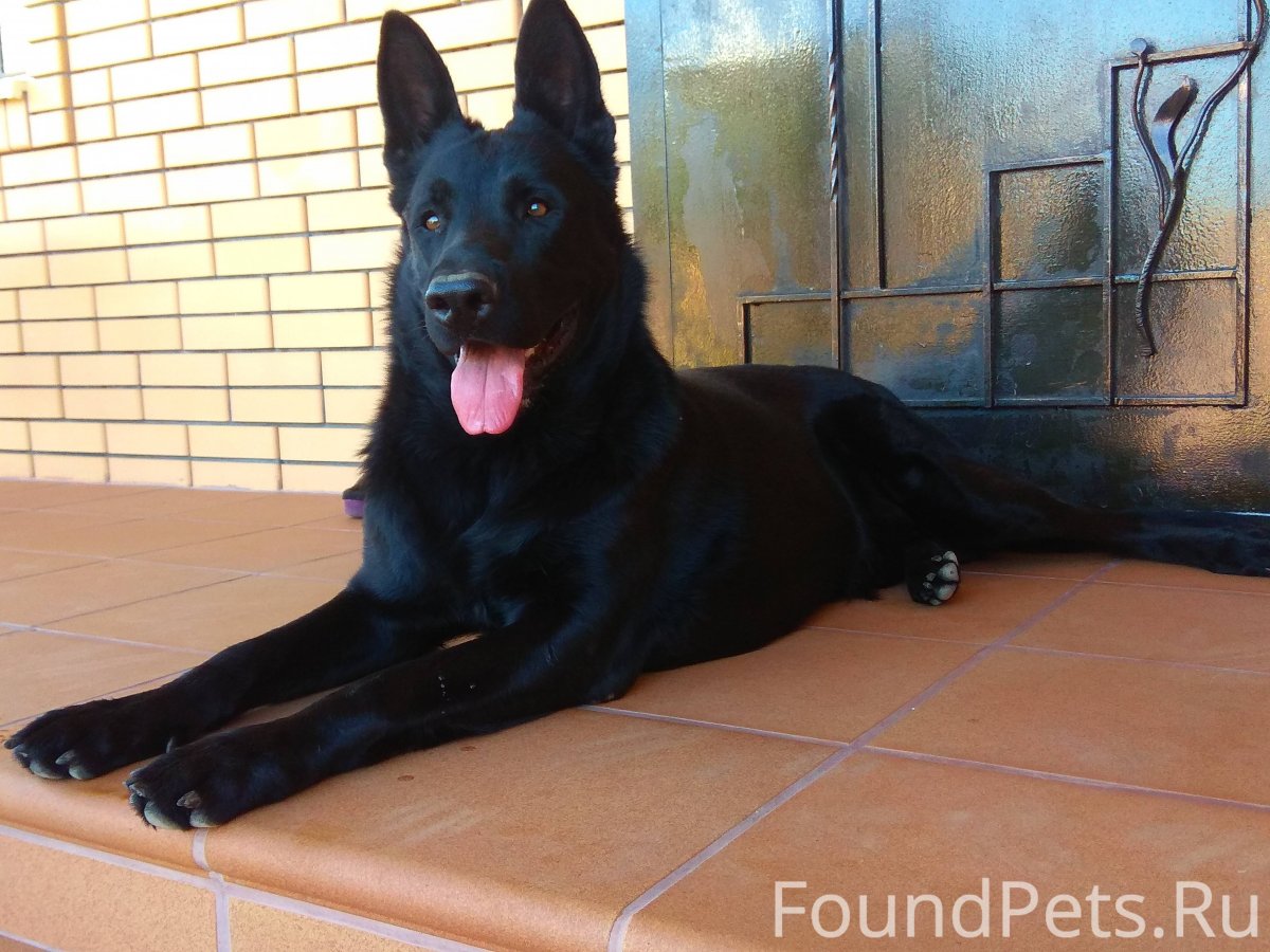 German Shepherd черный