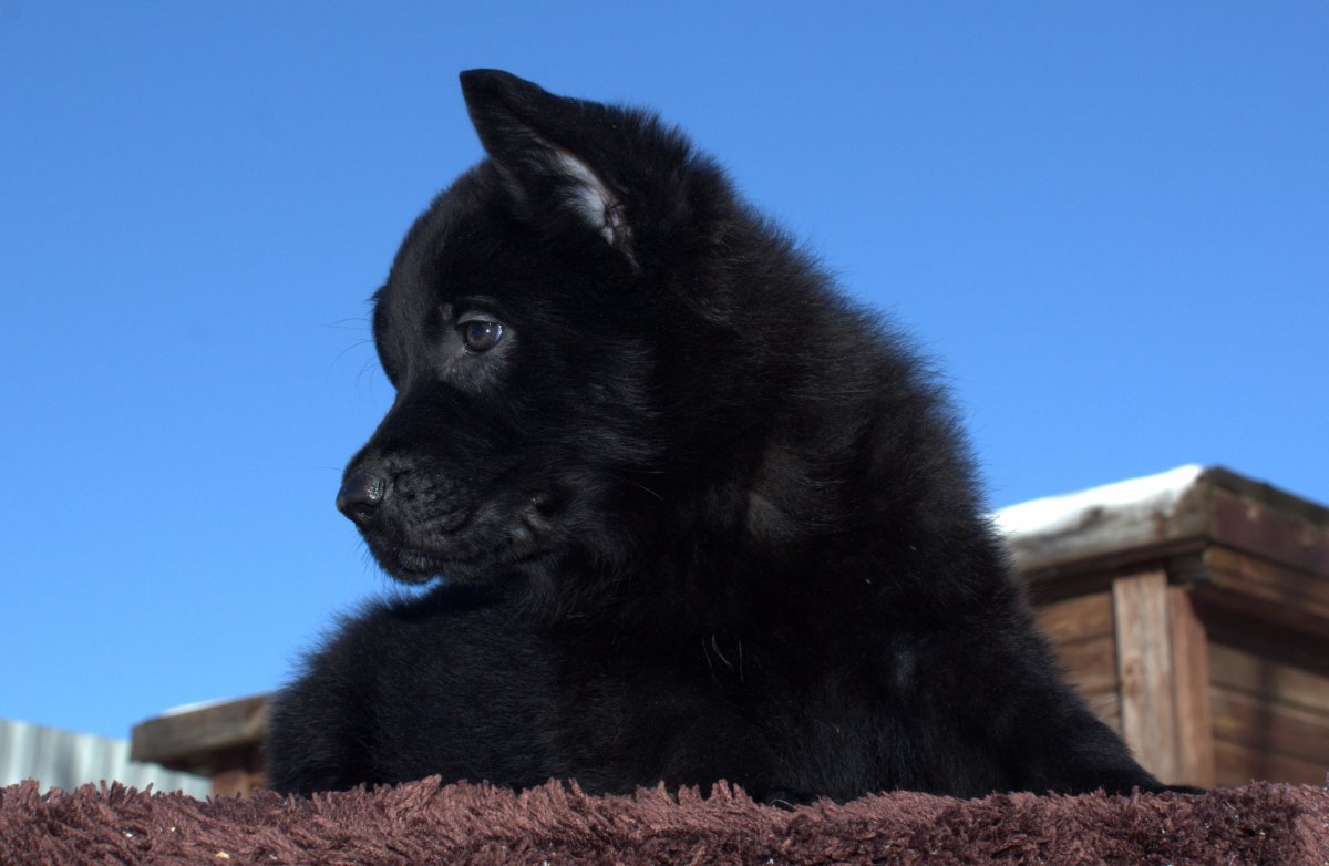 Немецкая овчарка черная