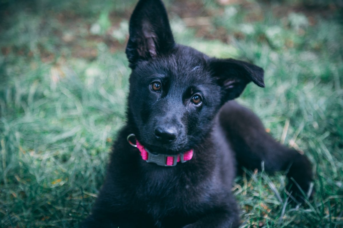 Щенки черной немецкой овчарки