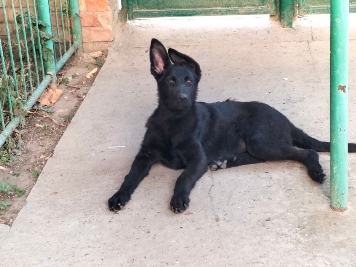 Австрийская овчарка черная