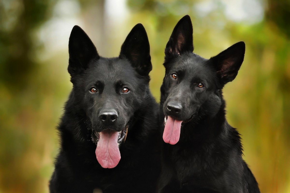 Черный Диамант питомник немецких овчарок